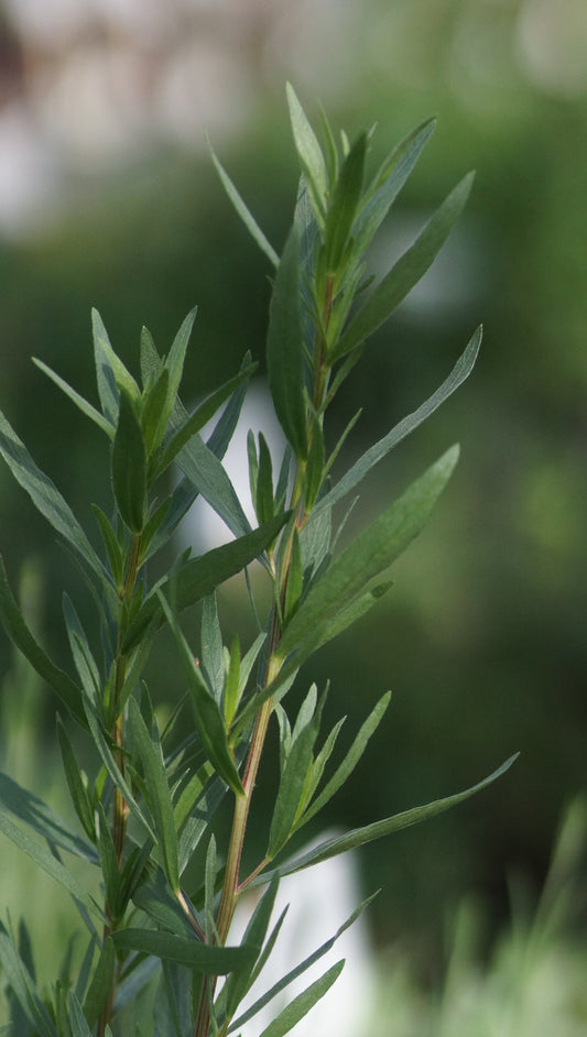 Artemisia dracunculus var. sativus 'French Dragon' - Französischer Estragon
