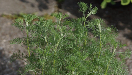 Artemisia abrotanum 'Camphorata' - Eberraute