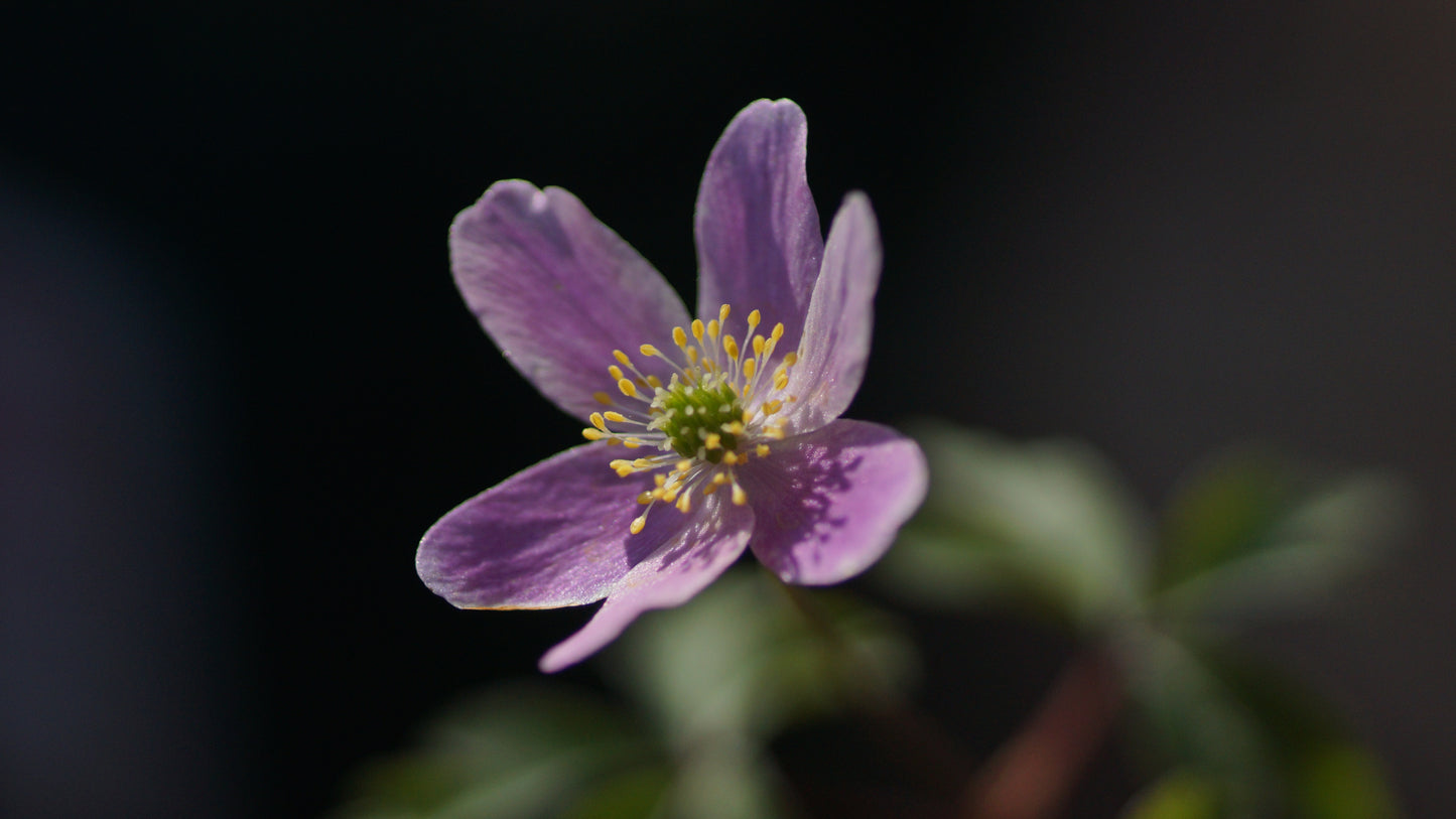 Anemone nemorosa 'Ice and Fire' - Buschwindröschen