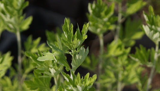 Artemisia species 'China' - Chinesisches Moxakraut