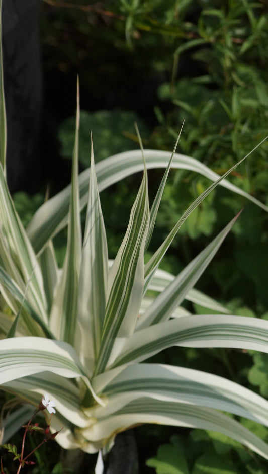 Arundo donax 'Versicolor' - Pfahlrohr