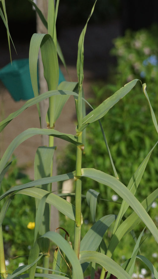 Arundo donax - Pfahlrohr