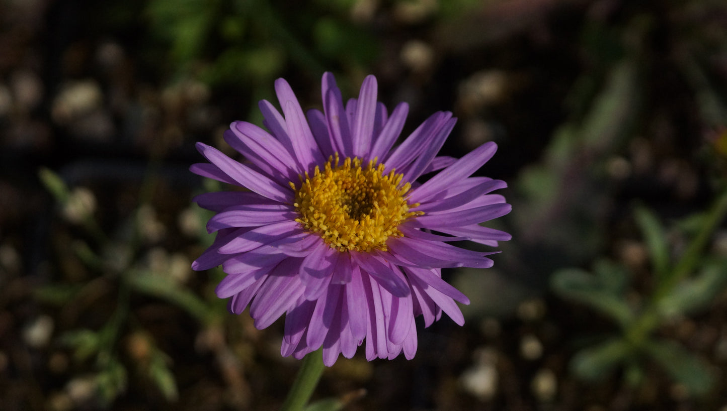 Aster alpinus 'Happy End' - Alpen-Aster