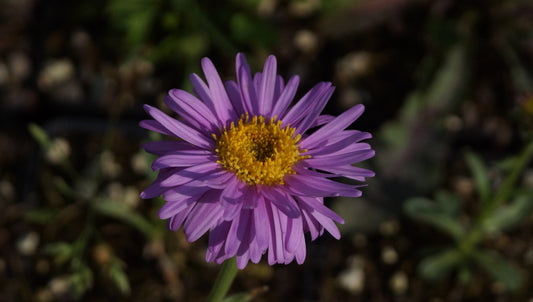 Aster alpinus 'Happy End' - Alpen-Aster