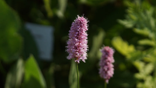Bistorta officinalis 'Superba' (Syn. Persicaria officinalis 'Superba')  - Garten-Wiesenknopf