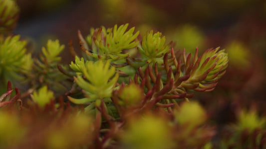 Sedum reflexum 'Angelina' - Tripmadam
