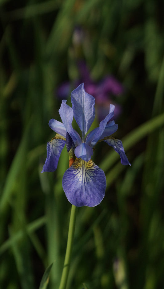 Iris sibirica 'Perrys Blue' - Wiesen-Schwertlilie
