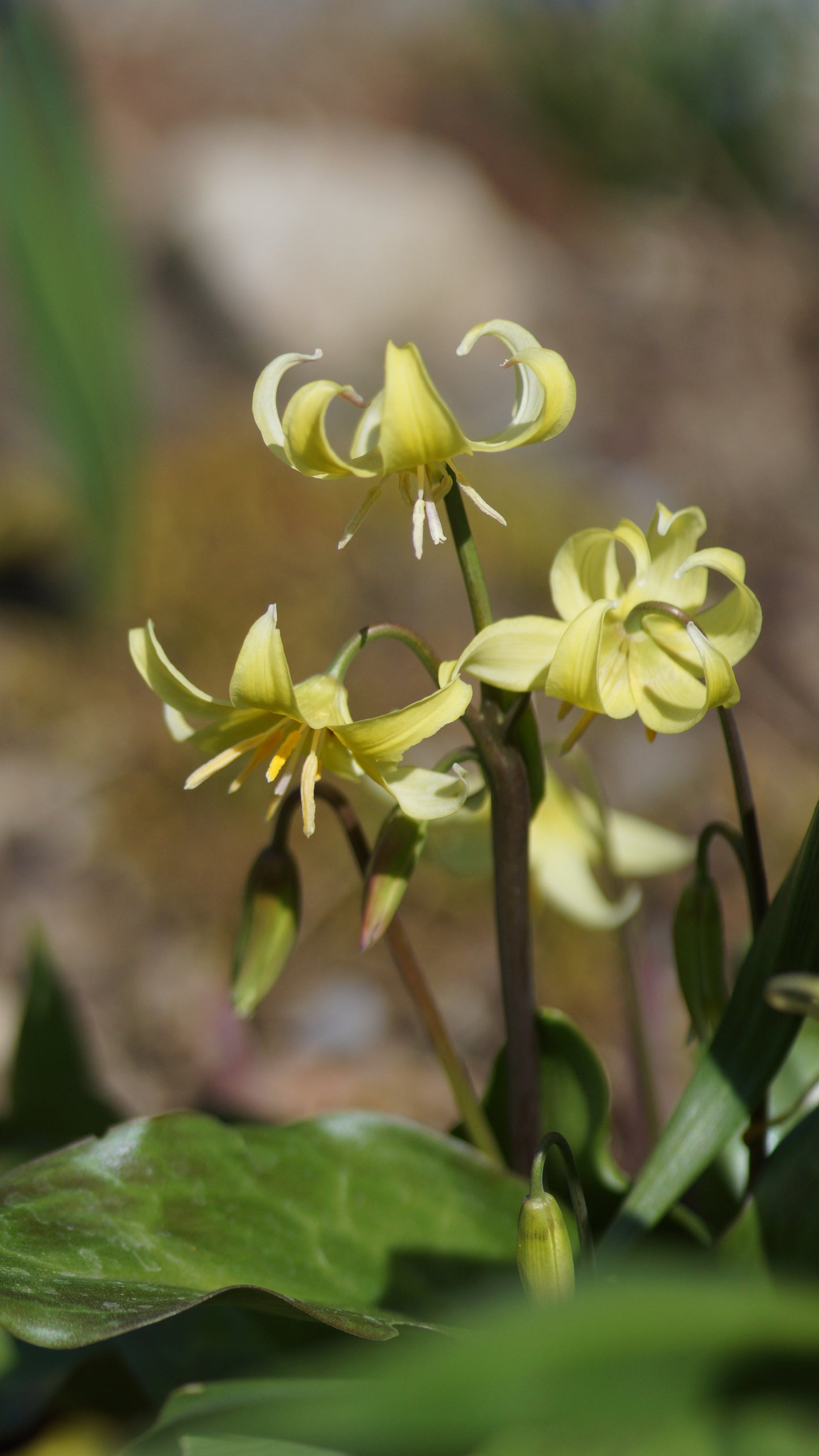 Erythronium revolutum 'Pagoda' - Hunds-Zahnlilie