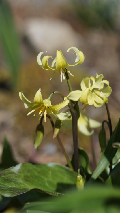 Erythronium revolutum 'Pagoda' - Hunds-Zahnlilie