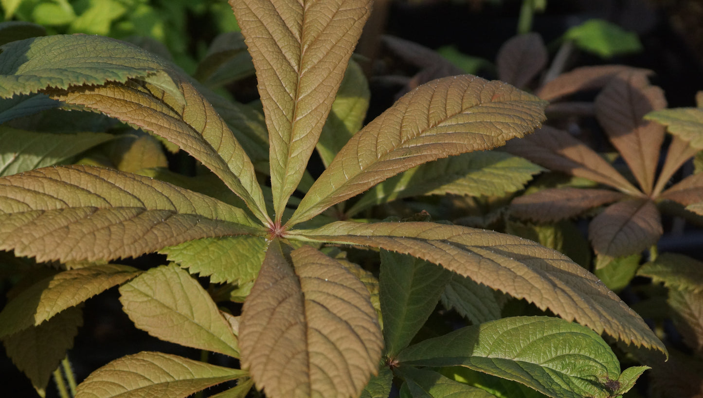 Rodgersia sambucifolia 'Kupferschein' - Schaublatt