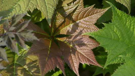 Rodgersia podophylla 'Rotlaub' - Schaublatt