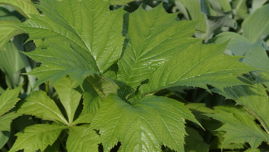 Rodgersia podophylla 'Smaragd' - Schaublatt