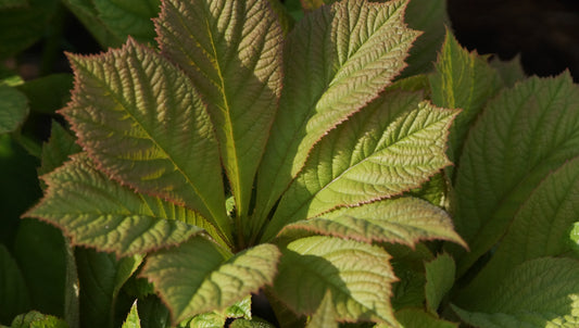 Rodgersia aesculifolia 'Irish Bronze' - Schaublatt