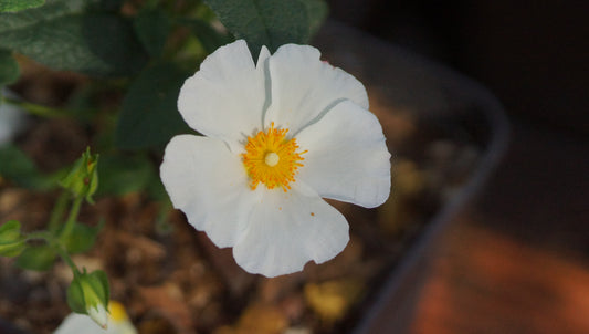 Cistus x corbariensis - Felsen-Zistrose