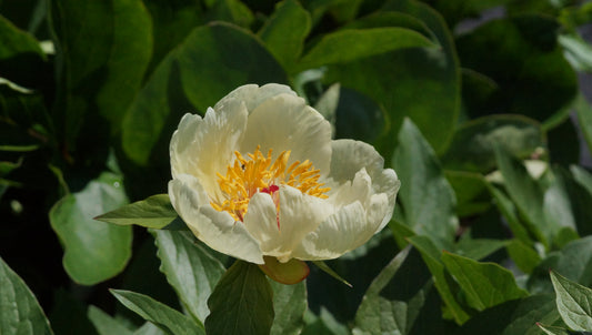 Paeonia lactiflora 'Sterntaler' - Pfingstrose