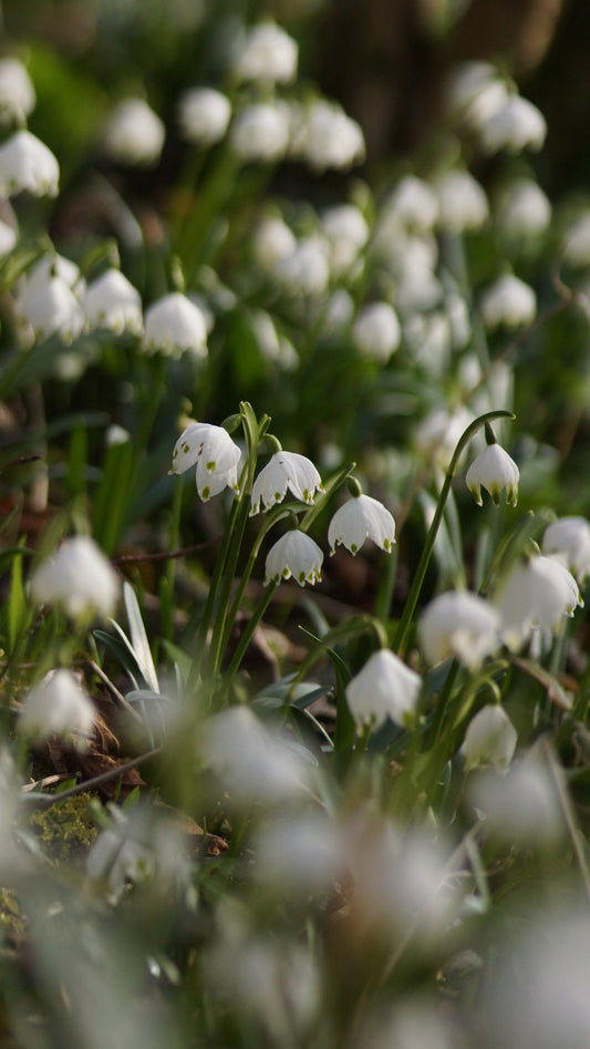 Leucojum vernum - Märzenbecher