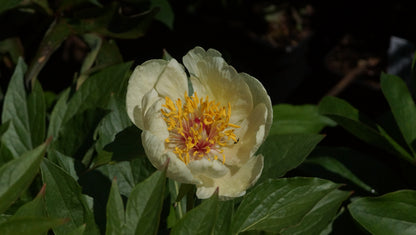 Paeonia lactiflora 'Sterntaler' - Pfingstrose