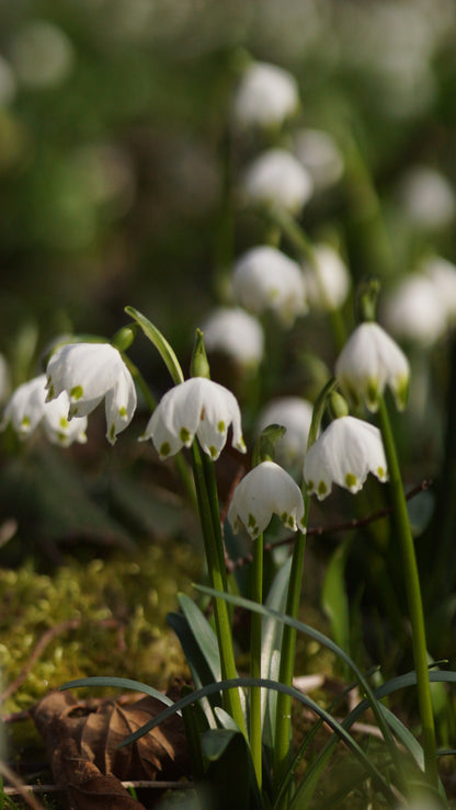 Leucojum vernum - Märzenbecher