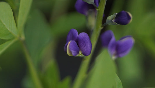 Baptisia Hybride 'Blueberry Sundae' - indigolupine