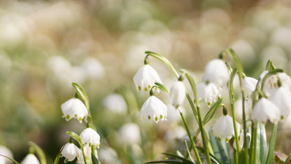 Leucojum vernum - Märzenbecher
