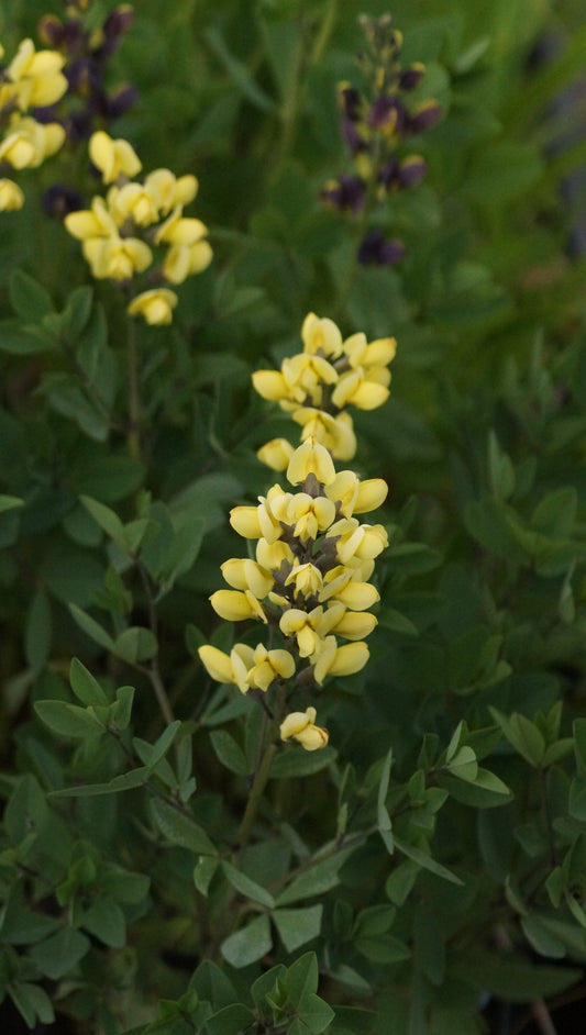 Baptisia Hybride 'Lemon Meringue' - Indigolupine