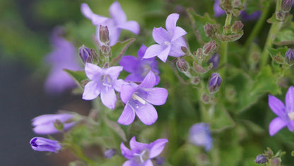 Campanula garganica 'Blue Diamond' - Niedere Glockenblume