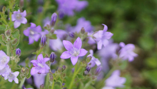 Campanula garganica 'Blue Diamond' - Niedere Glockenblume