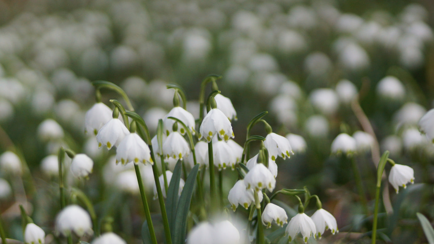 Leucojum vernum - Märzenbecher