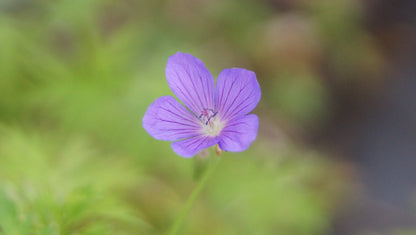 Geranium Collinum-Hybride 'Nimbus' - Storchschnabel