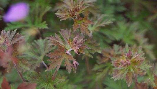 Geranium himalayense 'Kaya' - Himalaya-Storchschnabel