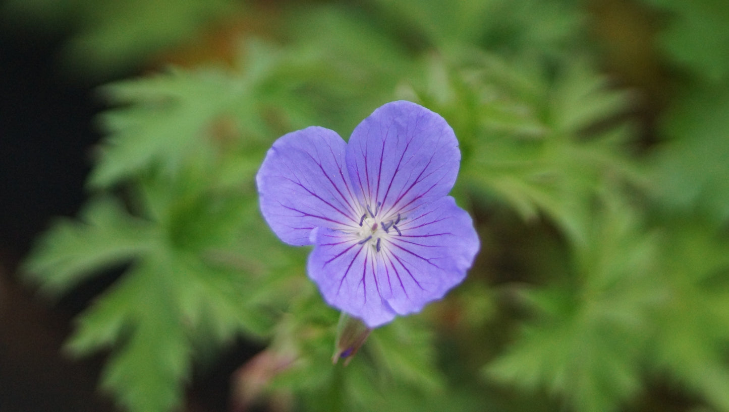 Geranium Pratense-Hybride 'Brookside' - Wiesen-Storchschnabel