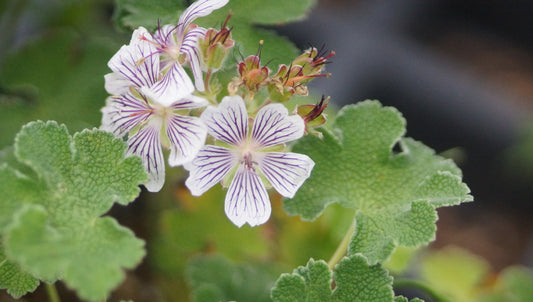 Geranium renardii - Kaukasus-Storchschnabel