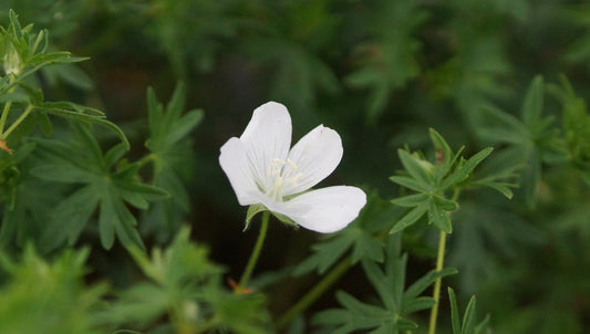 Geranium sanguineum 'Album' - Blutroter Storchschnabel