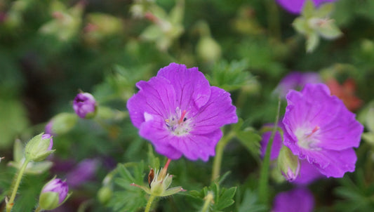 Geranium sanguineum 'Pink Diadem' - Blutroter Storchschnabel