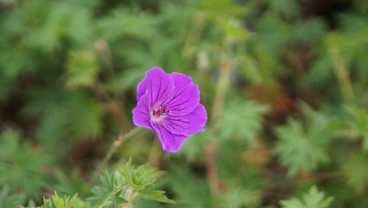 Geranium sanguineum 'Tiny Monster' - Blutroter Storchschnabel