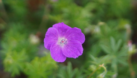 Geranium sanguineum - Blutroter Storchschnabel