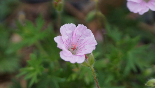 Geranium sanguineum var. striatum - Blutroter Storchschnabel