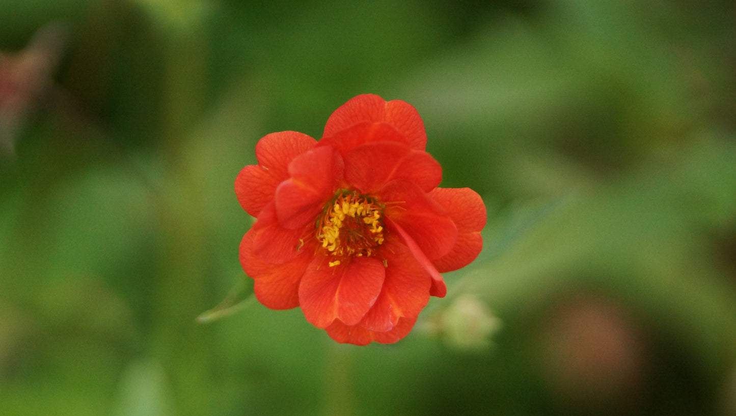 Geum chiloense 'Feuerball' - Chilenische Nelkenwurz