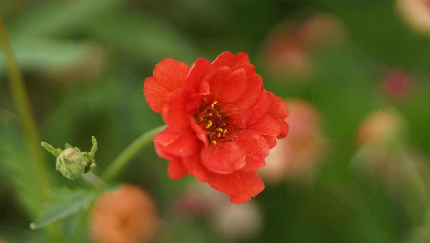 Geum chiloense 'Feuerball' - Chilenische Nelkenwurz