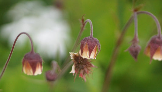 Geum Hybride 'Mai Tai' - Nelkenwurz