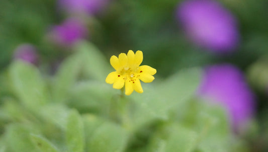 Erythranthe primuloides - Primel-Affenblume