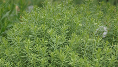 Euphorbia seguieriana subsp. niciciana - Steppen-Wolfsmilch