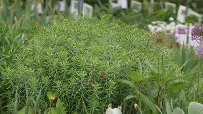 Euphorbia seguieriana subsp. niciciana - Steppen-Wolfsmilch