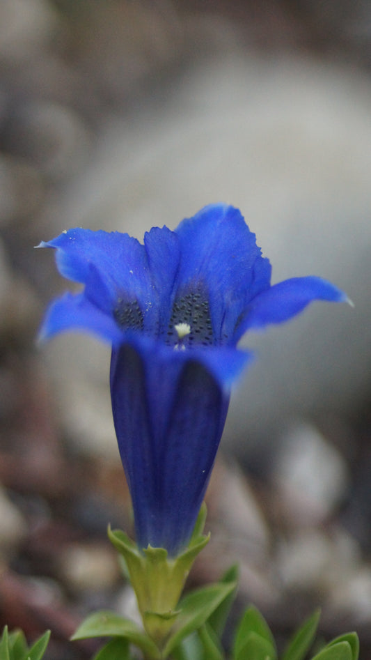 Gentiana acaulis 'Vierlanden' - Stängelloser Enzian
