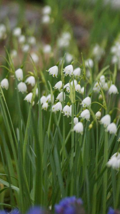 Leucojum aestivum 'Gravetye Giant' - Sommer-Knotenblume