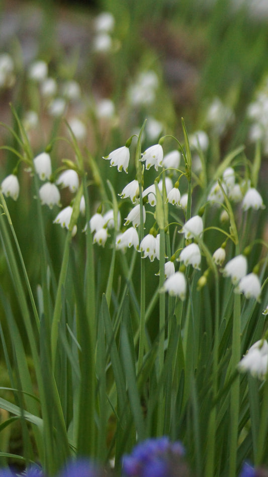 Leucojum aestivum 'Gravetye Giant' - Sommer-Knotenblume