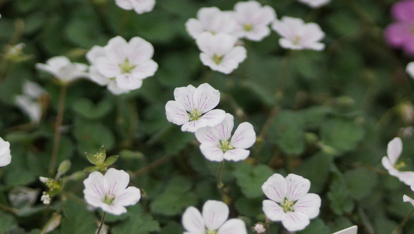 Erodium x variabile 'Album' - Reiherschnabel
