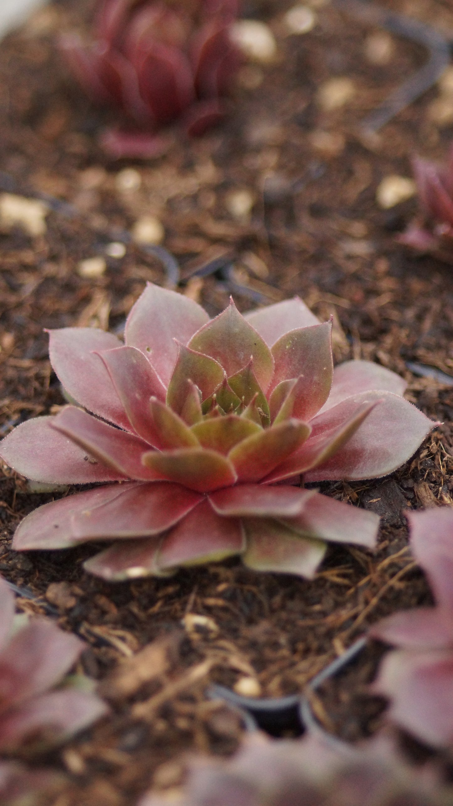 Sempervivum Hybride 'Othello' - Hauswurz