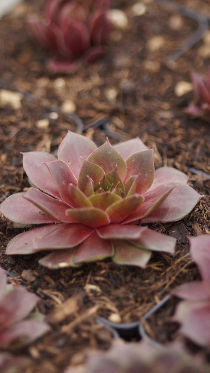 Sempervivum Hybride 'Othello' - Hauswurz