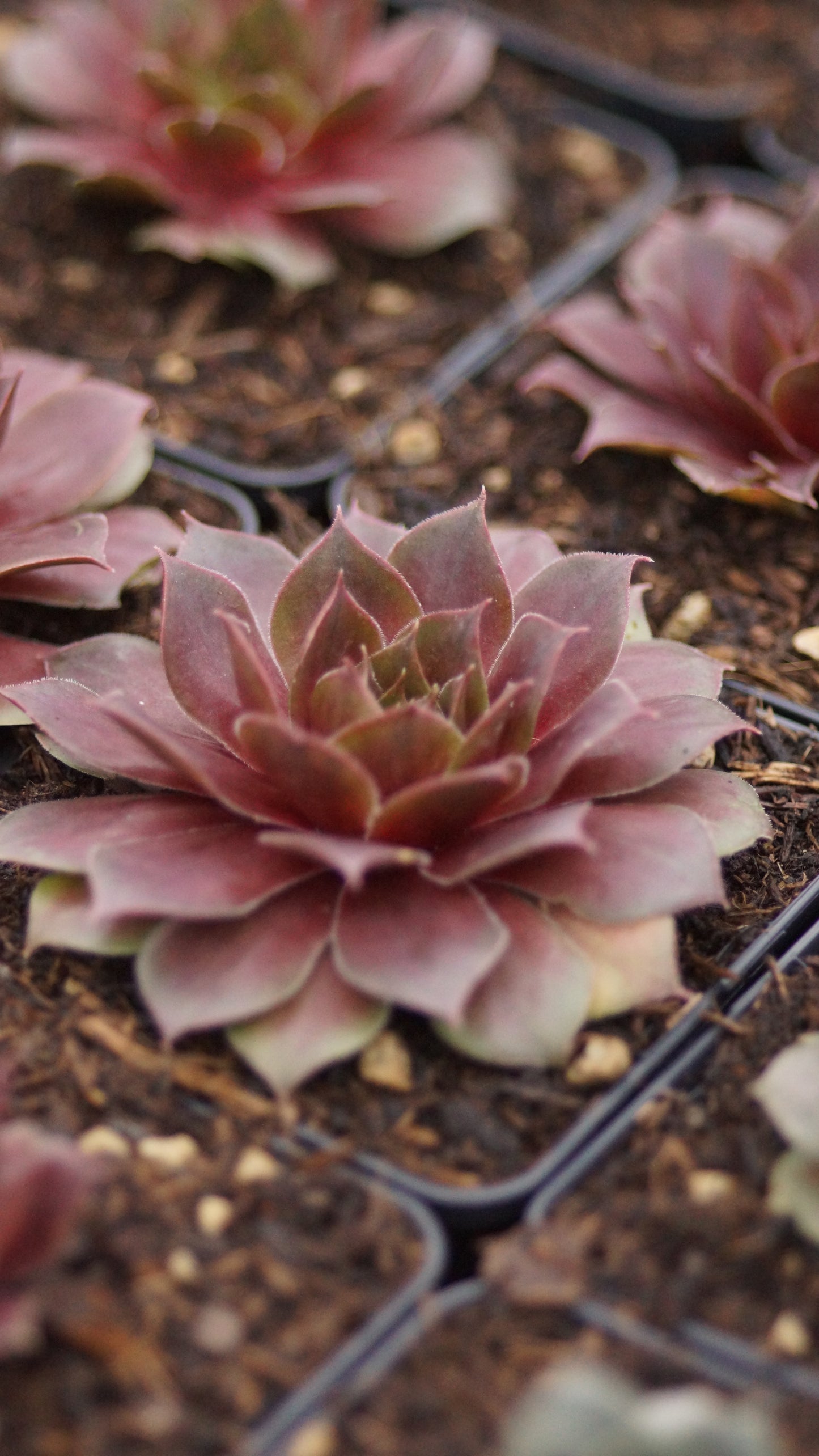 Sempervivum Hybride 'Othello' - Hauswurz